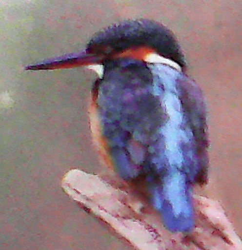 Kingfisher ~ Eisvogel ~ Alcedo althis ~~~ verfremdet durch billige Handykamera