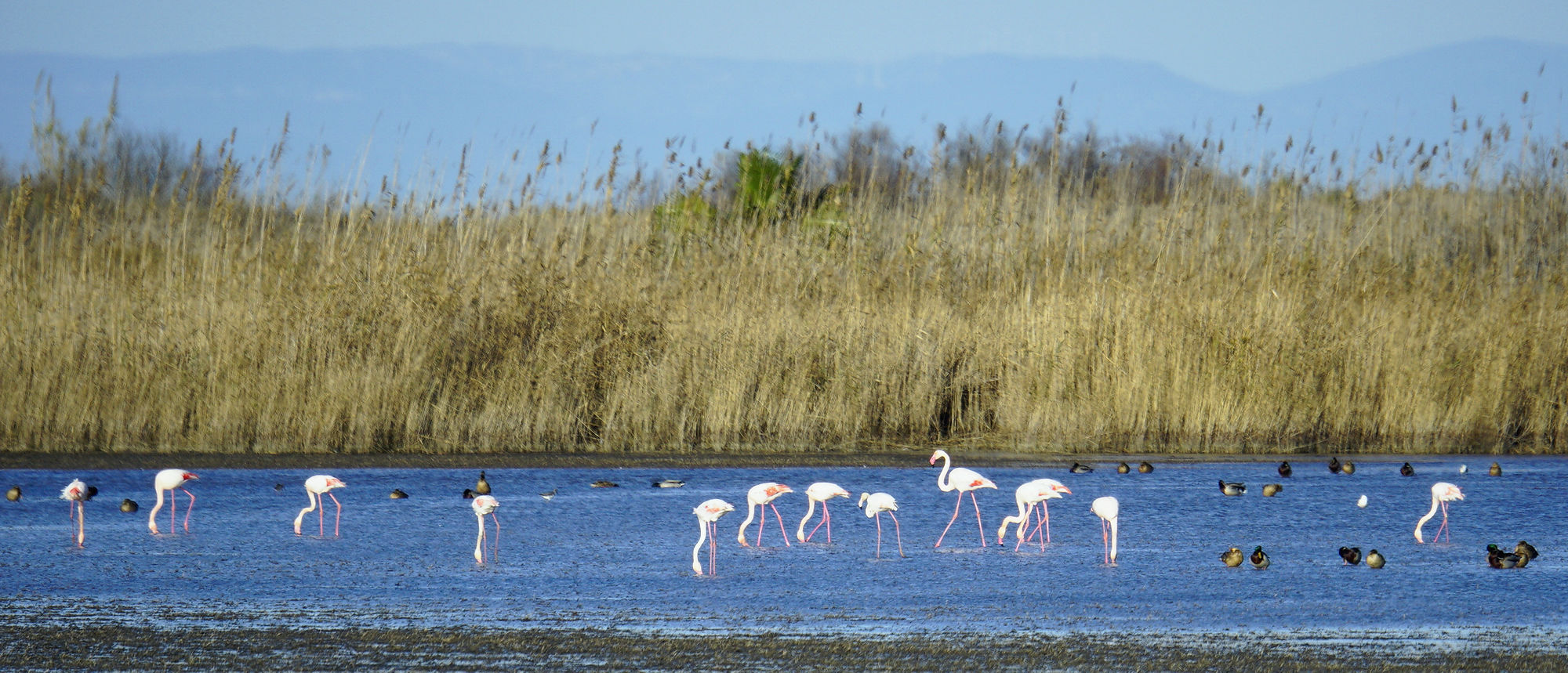 * Parc Natural del Delta de L'Ebre ~ Flamingos, Schnabel im Wasser *