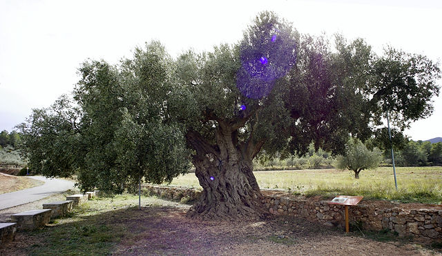 La Morruda, ~ 1550 Jahre alter Olivenbaum