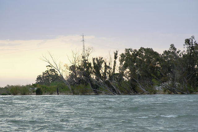 Ebro-Mündung, umgeworfene Bäume