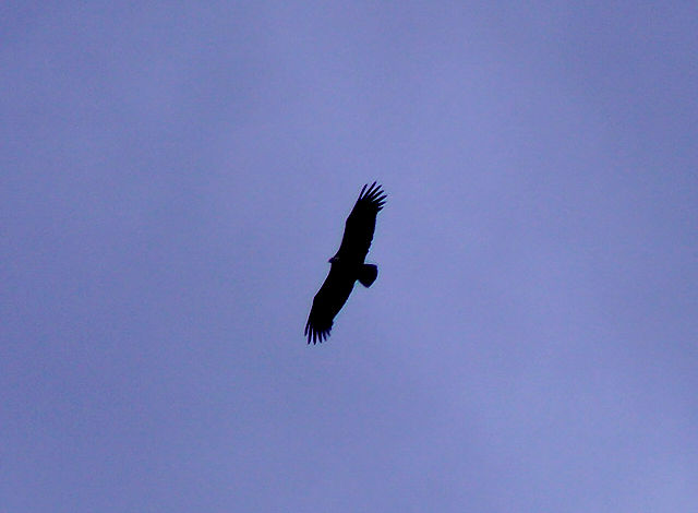 Blickt von oben ~ Adler über dem Col d'Ares