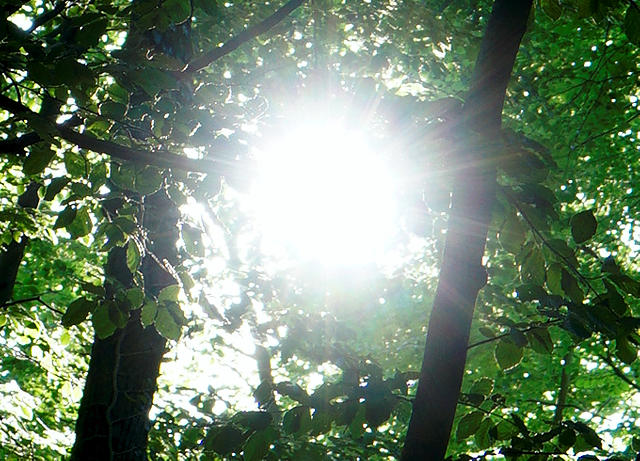 ein neuer Morgen ~ Sonne durchs Blätterdach