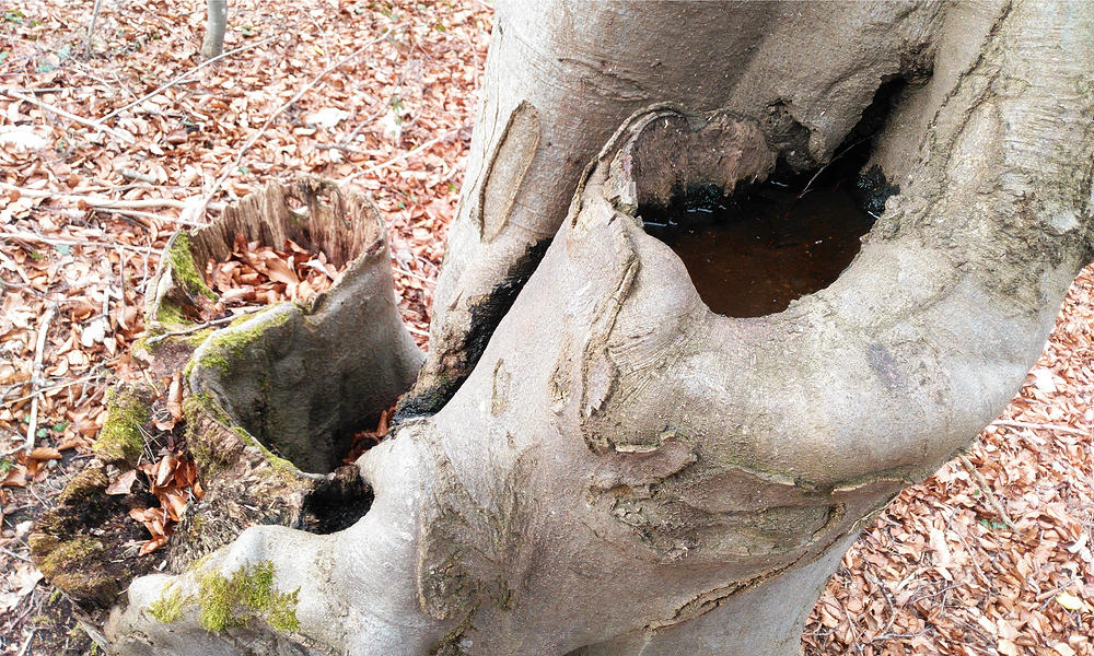 Schwund auch an der lebenden Buche ~ Teich im Baum