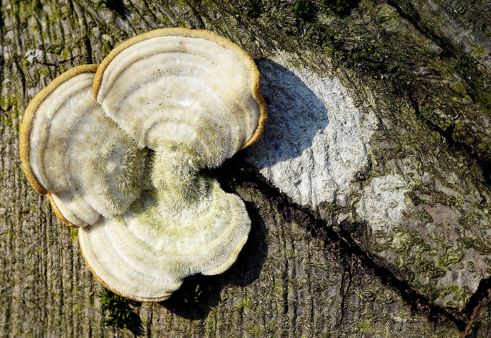 der haarige Pilz am Baum
