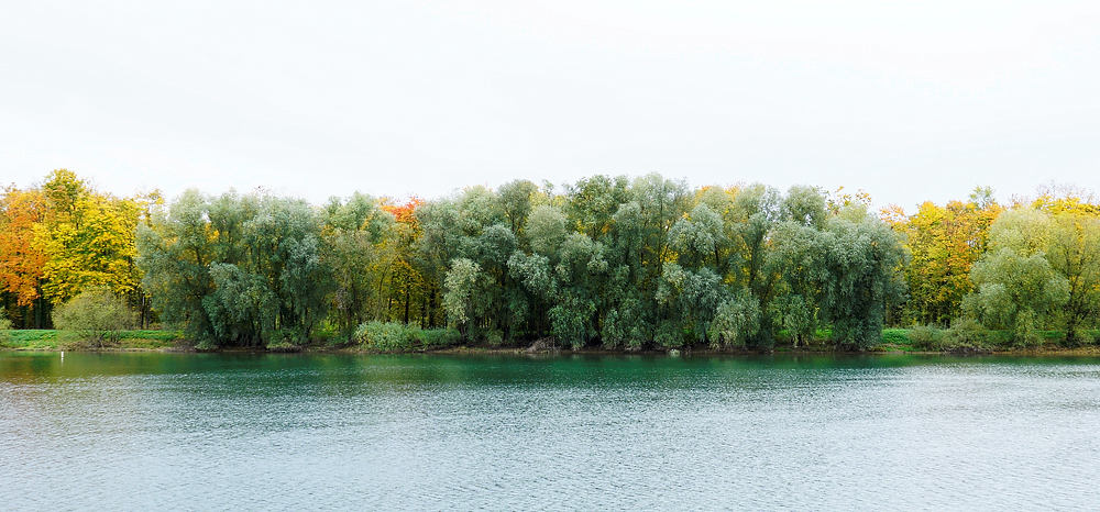 die Weiden noch grün ~ Herbst am Rhein